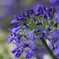 Agapanthus