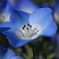 とても小さな花