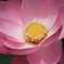 ハスの花
