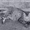 淡路猫