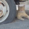 淡路猫