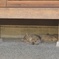 名古屋猫