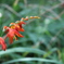 花2