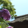 紫陽花