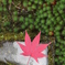 紅葉