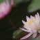 信頼～寄り添う双子～