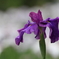 花便り　- 雲上の花菖蒲 -