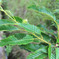 DPP_67140
