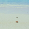 海は広いな、大きいなぁ