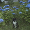 紫陽花の番人