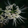 曼珠沙華