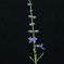 紫の花