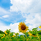 Summer-Sky