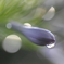 雫