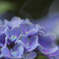 紫陽花