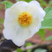 DPP_67141