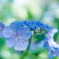 紫陽花