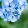 紫陽花2