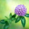 なんの花だっけ2