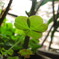 小さな植物