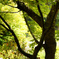 YellowGreen