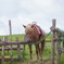 お馬さん