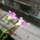 無名の花