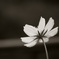 Cosmos
