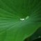 一雫