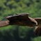 鳶の低空飛行