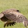 鳶のランディング