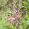 DPP_67142