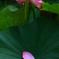 　　　花写　5
