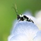 昆虫と紫陽花