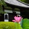 三室戸寺のハスの花