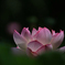 　　　花ハスの刻　4