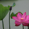 　　　花ハスの刻　7