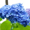 一輪の紫陽花