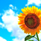 Season in the sun ☼