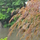 梅雨の輝き