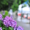 紫陽花