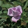 紫薔薇