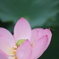 蓮に止まる小虫
