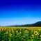 Blooming Sunflowers