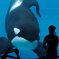 名古屋港水族館