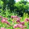 お花