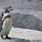 ペンギン