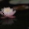 蜘蛛の糸