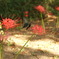 DSC00389