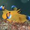 ウデフリツノザヤウミウシ